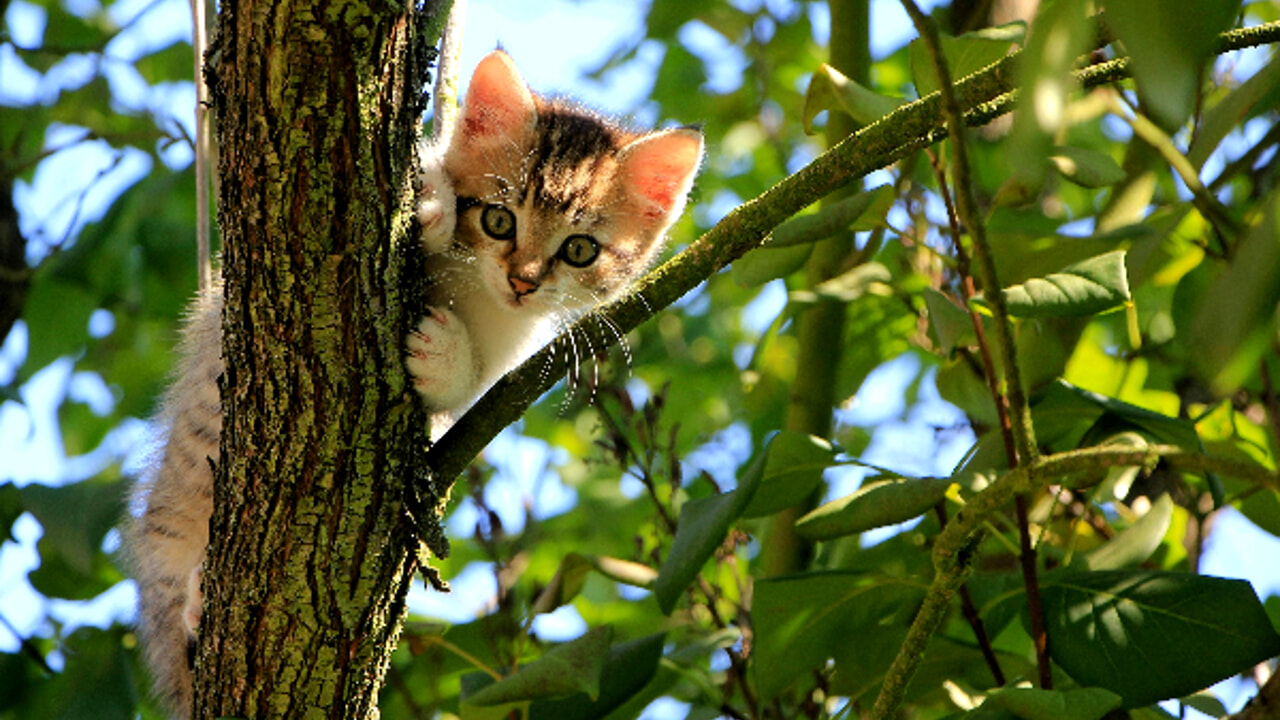 What to do if the cat does not want to go home?